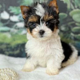 Biewer Terrier and Yorkshire Terrier Puppies from South Georgia Yorkies and Biewers