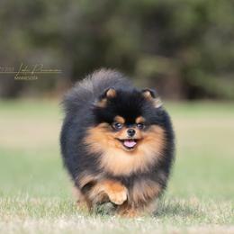 Enzo - Pomeranian