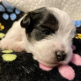 Assorted Doodle Crosses, Double Doodle, Maltipoo, Morkie, and Yorkipoo Puppies from Danza Bolo