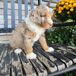 Gunner - Tri-color male Bernedoodle puppy in Holtwood, Pennsylvania from Country Ridge Puppies
