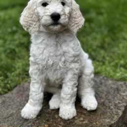 Goldendoodle Puppies from Table Rock Doodles