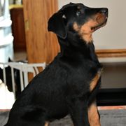 Girl 4 - Beauceron puppy from Shepherd's Heart Beaucerons