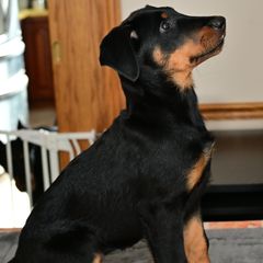 Girl 4 - Beauceron puppy from Shepherd's Heart Beaucerons