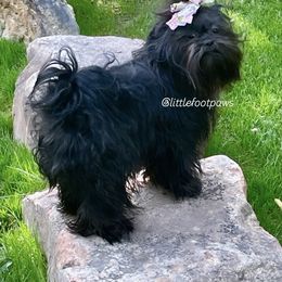 Cupid - Black and white Shih Tzu puppy in Texas from Little Foot Paws 🐾