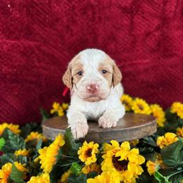 Wrangler - Parti male Labradoodle puppy in Elizabeth City, North Carolina from Howdy Doodles