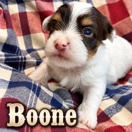 Boone - Parti male Yorkshire Terrier puppy in Goode, Virginia from Glass Hill Yorkies