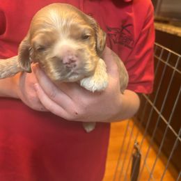 Boy 1 - Red male Cocker Spaniel puppy in Spotsylvania, Virginia from Wilkshire Farm