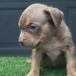 Boy 6 - Lilac tri-color male American Bully puppy in Lubbock, Texas from Villainous K9’s