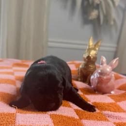 Ireland - Black female Labrador Retriever puppy in Greensburg, Kentucky from Paws Farm Retrievers