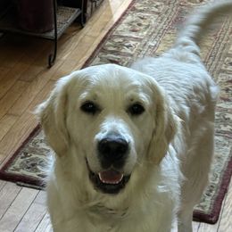 Golden Retrievers and Labrador Retrievers from Oak Breeze Retrievers