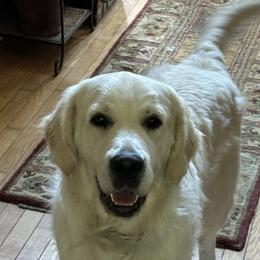 Golden Retrievers and Labrador Retrievers from Oak Breeze Retrievers