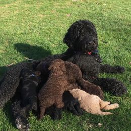 Bailey - Labradoodle