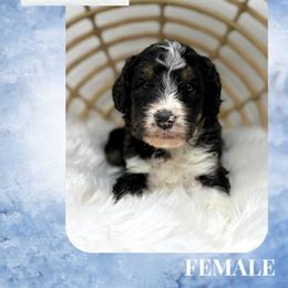 Mabel - Tri-color female Bernedoodle puppy in Sterling, Colorado from North 40 Doodles