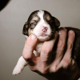 Gabriel - Black and tan male Pembroke Welsh Corgi puppy in South Otselic, New York from Ridge Top Corgis