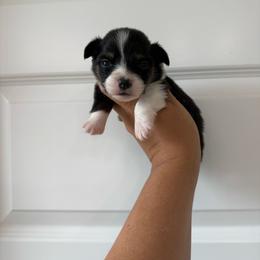 Boone - Black and tan male Pembroke Welsh Corgi puppy in Red Bluff, California from Wilder Ranch Corgis