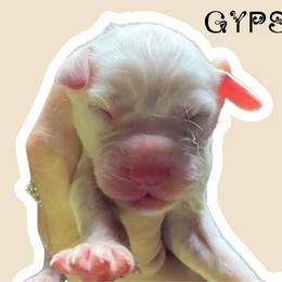 Gypsum - White and black male Dalmatian puppy in Bremen, Georgia from Clark’s Dalmatians