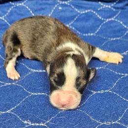 Dolly - Sable female Pembroke Welsh Corgi puppy in Orrtanna, Pennsylvania from Mountain Top Shepherd's