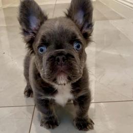 Jo Jo Bean - Blue male French Bulldog puppy in Las Vegas, Nevada from Let it Ride Bulldogs