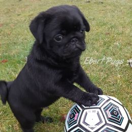 Golden Retriever and Pug Puppies from Ebert Pugs