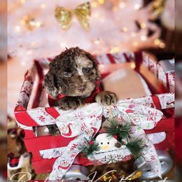 Cockapoo Puppies from Royal Cockapoo Playhouse