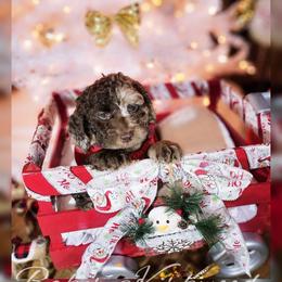 Cockapoo Puppies from Royal Cockapoo Playhouse