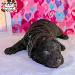 Green Boy - Brown male Shihpoo puppy in Rockledge, Florida from Stormie's Doodles