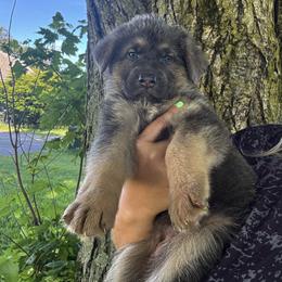 Aquamarine - Blue female German Shepherd puppy in Watervliet, Michigan from M&M Shepherd Farms