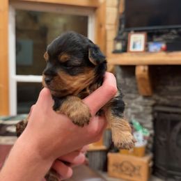 Girl 2 - Black and tan female Yorkshire Terrier puppy in Dennard, Arkansas from Leamarr Farms Yorkies