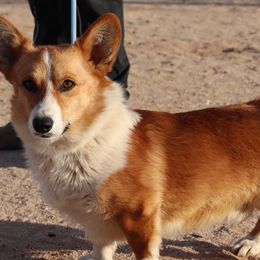 Australian Cattle Dogs, Australian Shepherds, Miniature Australian Shepherds, and Pembroke Welsh Corgis from Soqui Ortiz Cattle Ranch