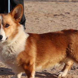 Australian Cattle Dogs, Australian Shepherds, Miniature Australian Shepherds, and Pembroke Welsh Corgis from Soqui Ortiz Cattle Ranch