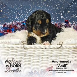 Andromeda 'Andi' - Purple Collar - Phantom female Bernedoodle puppy in Jackson, Michigan from A Star is Born Doodles