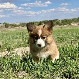 Pembroke Welsh Corgi Puppies from Nielsen's Straight Arrow Corgis