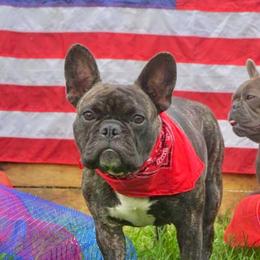 Ivy - French Bulldog