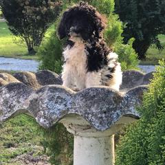 English Springer Spaniel and Springerdoodle Puppies from AVE Springer Spaniels