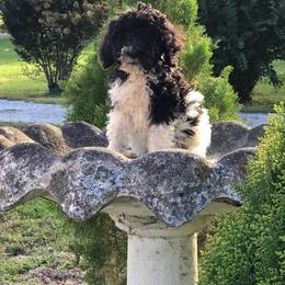 English Springer Spaniel and Springerdoodle Puppies from AVE Springer Spaniels