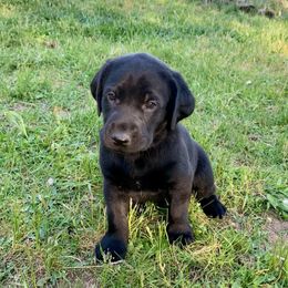 Eddy - Black male Labrador Retriever puppy in Saint Maries, Idaho from Oakley's Mountain Top Kennel