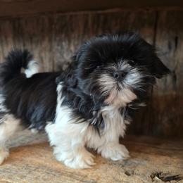 Bo - Black and white male Shih Tzu puppy in Mountain Grove, Missouri from Precious Puppies
