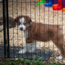 Charlotte - Australian Shepherd puppy in Coldwater, Michigan from Northern Star Australian Shepherds