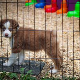 Charlotte - Australian Shepherd puppy in Coldwater, Michigan from Northern Star Australian Shepherds