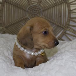 Honey - Dapple female Dachshund puppy in Phoenix, Arizona from Lengthydog.co