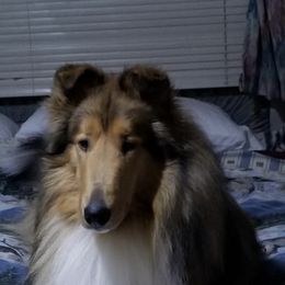 Collies and Shetland Sheepdogs from Sirrics Shetland Sheepdos & Collies