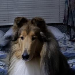 Collies and Shetland Sheepdogs from Sirrics Shetland Sheepdos & Collies