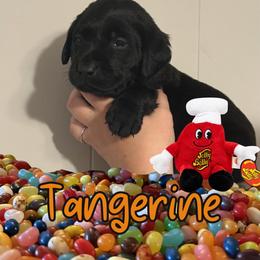 Tangerine - Black male Labrador Retriever puppy in Water Valley, Mississippi from Three Lakes Labs & WHDs