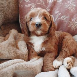 Mocha - Apricot female Goldendoodle puppy in Atlanta, Georgia from Cedarcrest Goldendoodles