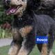 Rosco