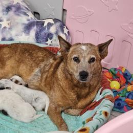 Australian Cattle Dog Puppies from TLC Cattle dogs