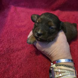 Skor - Shaded red male - Red male Dachshund puppy in Pueblo, Colorado from HotDachs