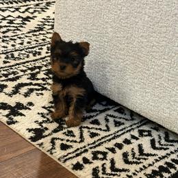 Theo neon green collar - Black and tan male Yorkshire Terrier puppy in Selden, New York from Alisha's Yorkshire Terriers
