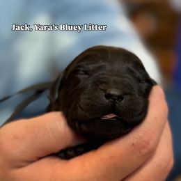 Jack - Black male Labrador Retriever puppy in Owosso, Michigan from Bennington Retrievers