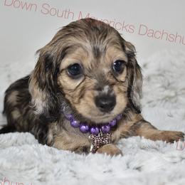 Shaded cream dapple girl - Dapple female Dachshund puppy in Seminary, Mississippi from Down South Mavericks Dachshunds